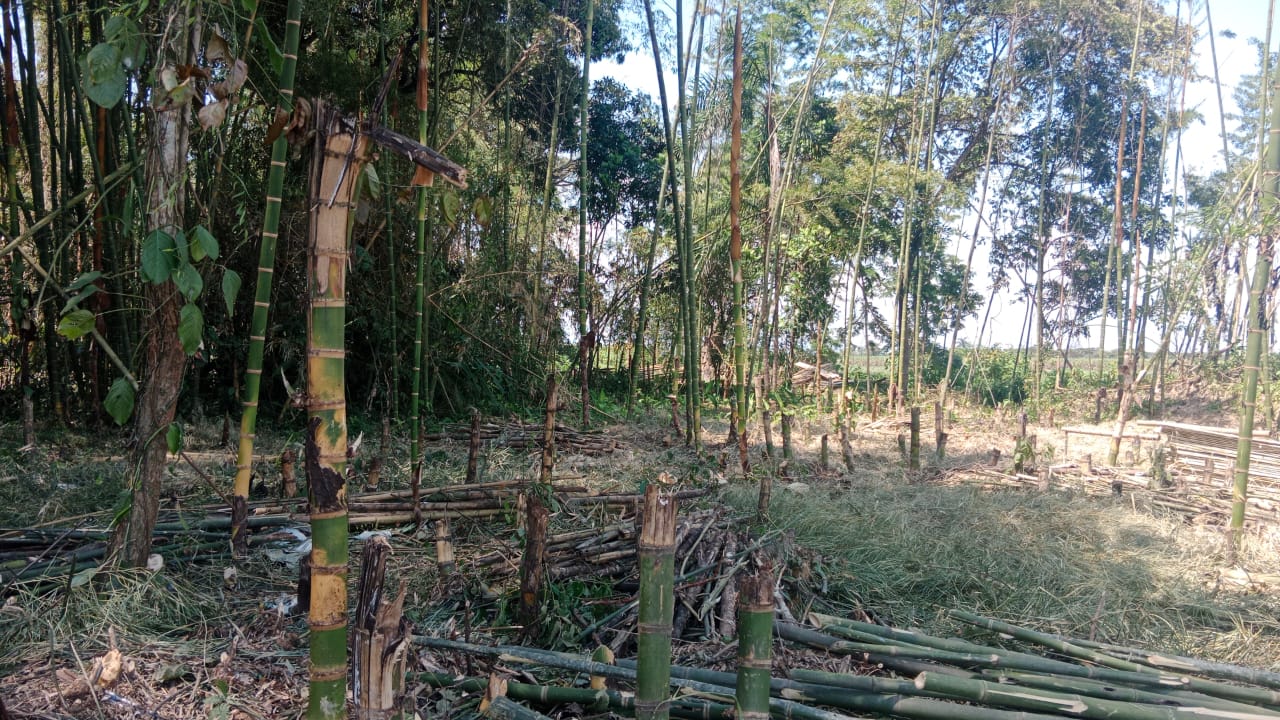 Proyectos de reforestación certificada en campo