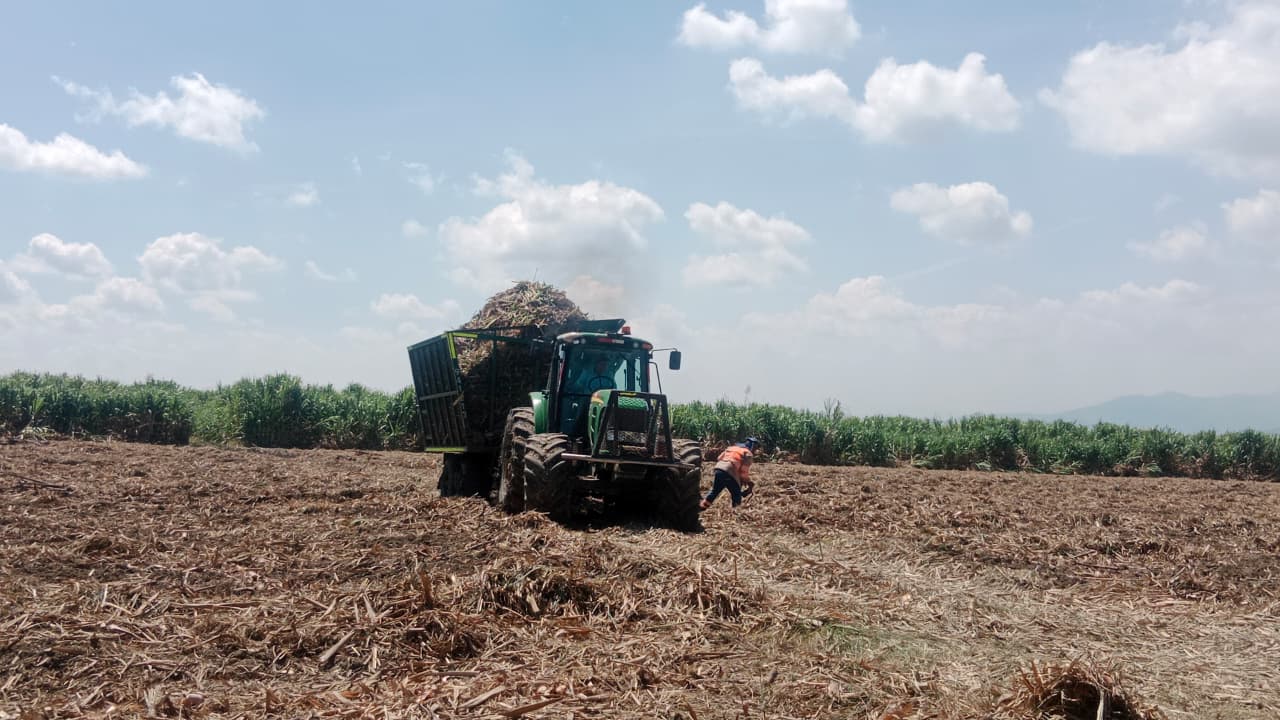 Cosecha mecanizada en campo colombiano, resultado de la asesoría de Intagros