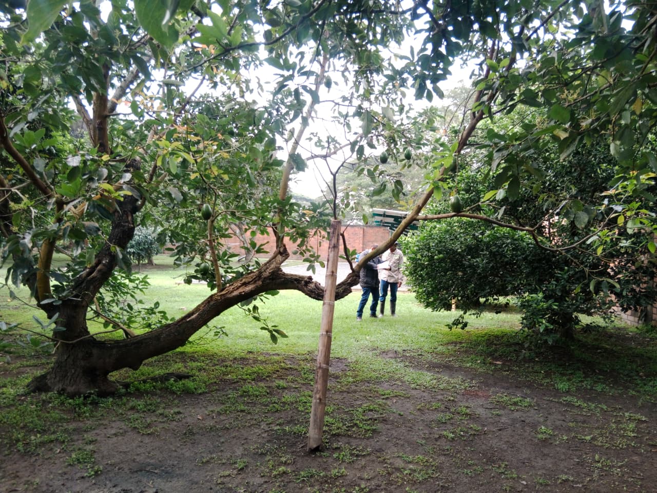 Intagros acompaña proyectos agroindustriales en campo colombiano