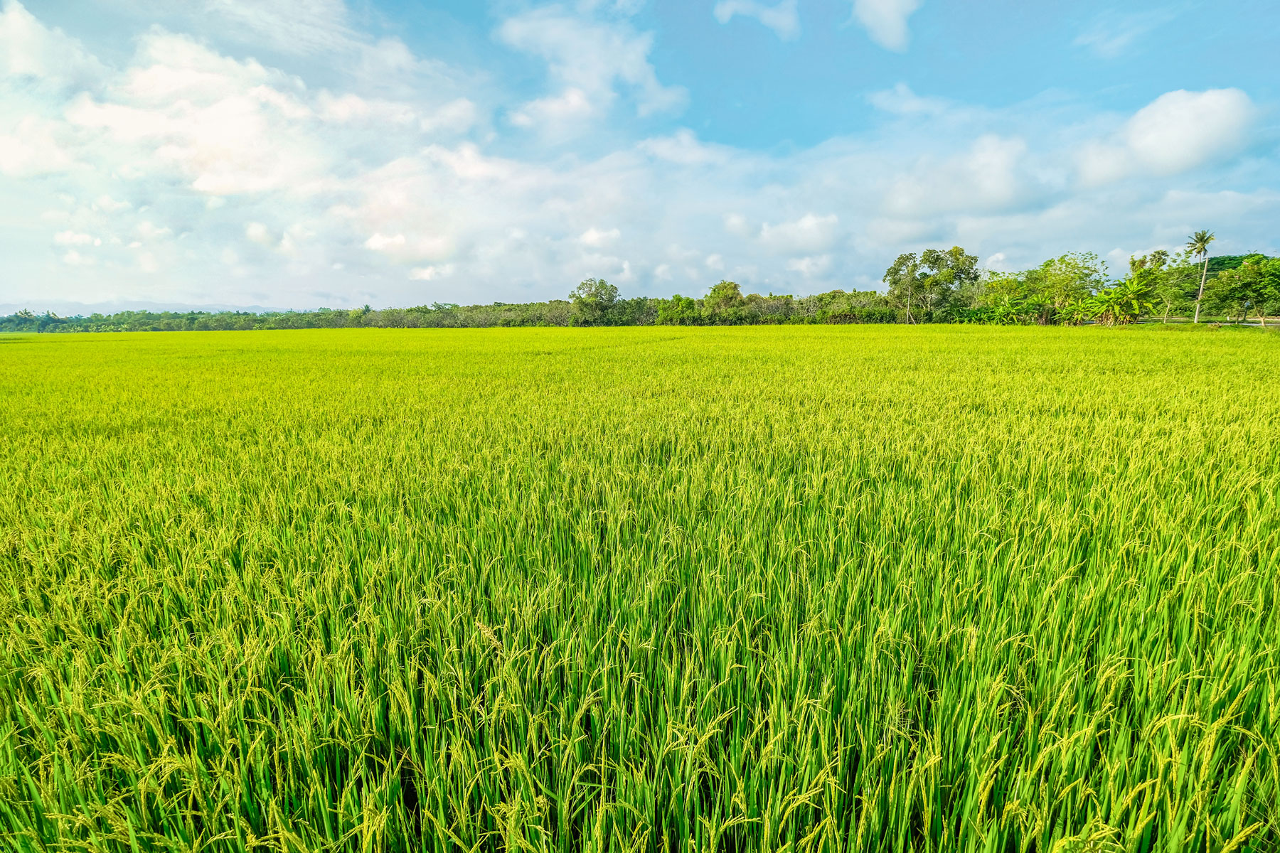Campo verde bajo cielo azul representando el crecimiento agropecuario